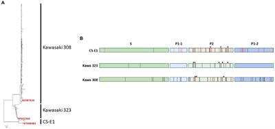 Epidemiological Impact of GII.17 Human Noroviruses Associated With Attachment to Enterocytes